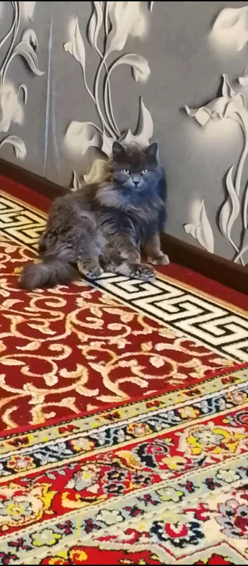 Hadyaga mushuk beriladi 4 ta bolasi bilan
