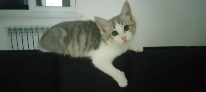qiz bola kichkintoy sofi