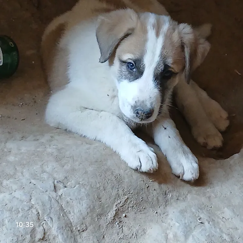 Щенок алабай девочка