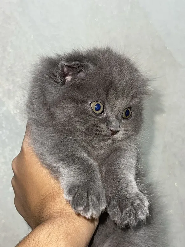 Шотландская вислоухая кошка — фото 5