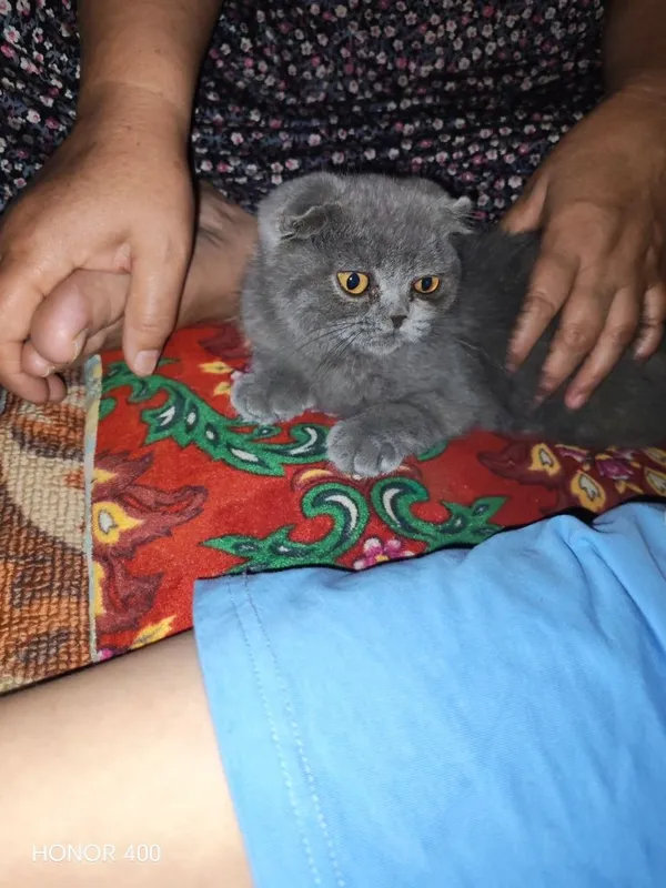 Mushuk yoqimtoy hamma narsaga o'rgatilgan