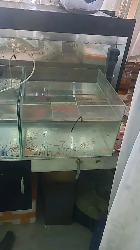Akvarium yasash uchun 4 Akvarium yasash uchun 4
