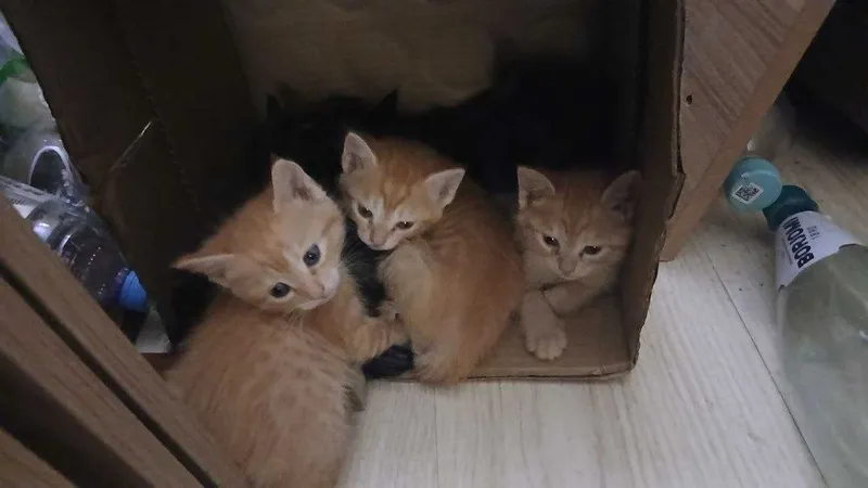 Отдам даром котят — фото 4
