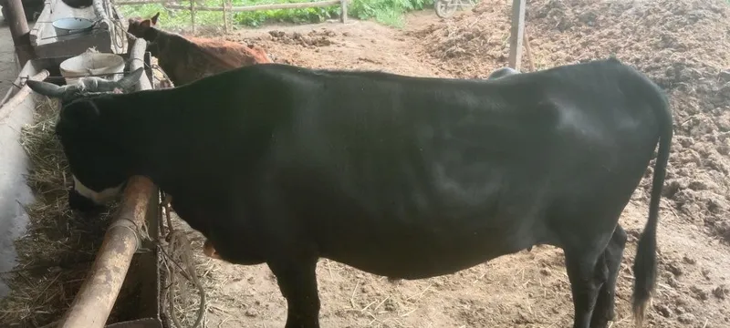 Sogʻlom mol kafolati bilan.. — фото 1