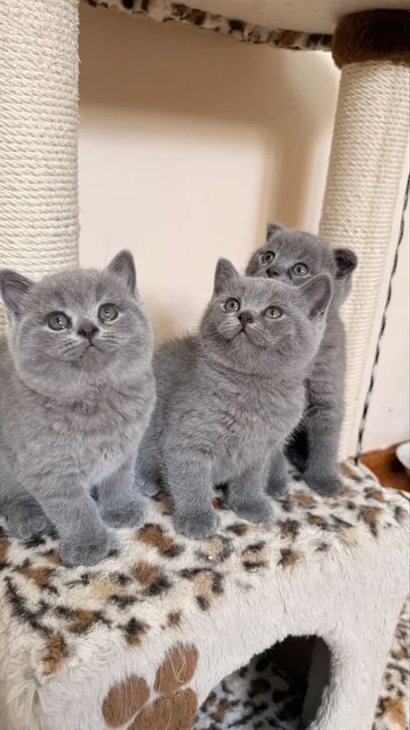 Продаются котята — фото 2