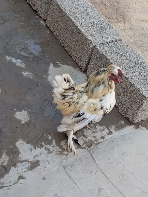 Yapon xoʻroz tovuq bollari bilan sotiladi 5 Yapon xoʻroz tovuq bollari bilan sotiladi 5