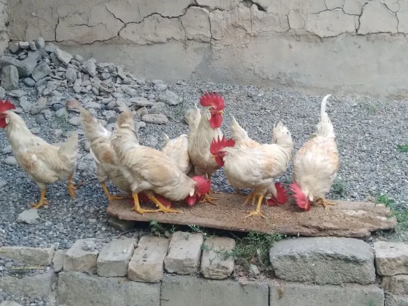 Xoʻroz sotiladi samarqand 2 Xoʻroz sotiladi samarqand 2