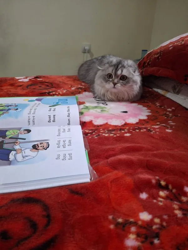 1 yoshi, Zoti:Highland Scottish Fold, Jinsi:ayol, emlash olinggan 6 1 yoshi, Zoti:Highland Scottish Fold, Jinsi:ayol, emlash olinggan 6