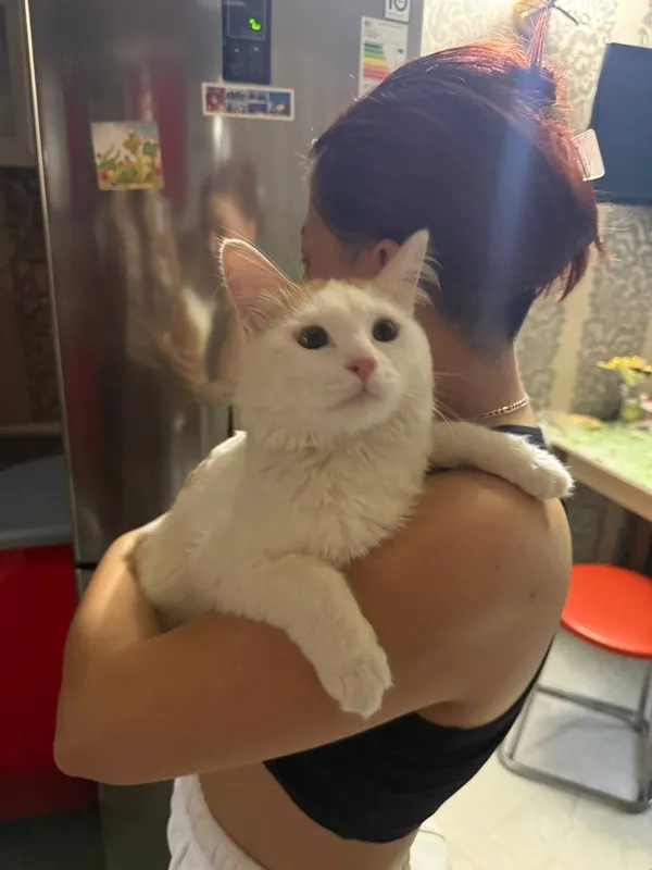 Ищем любящую семью для замечательного котика! 3