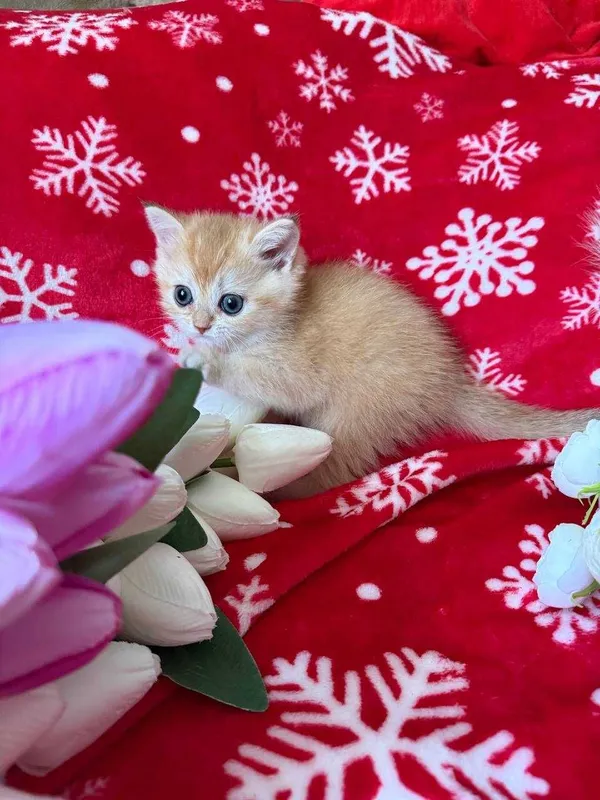 котята золотые шиншиллы — фото 2