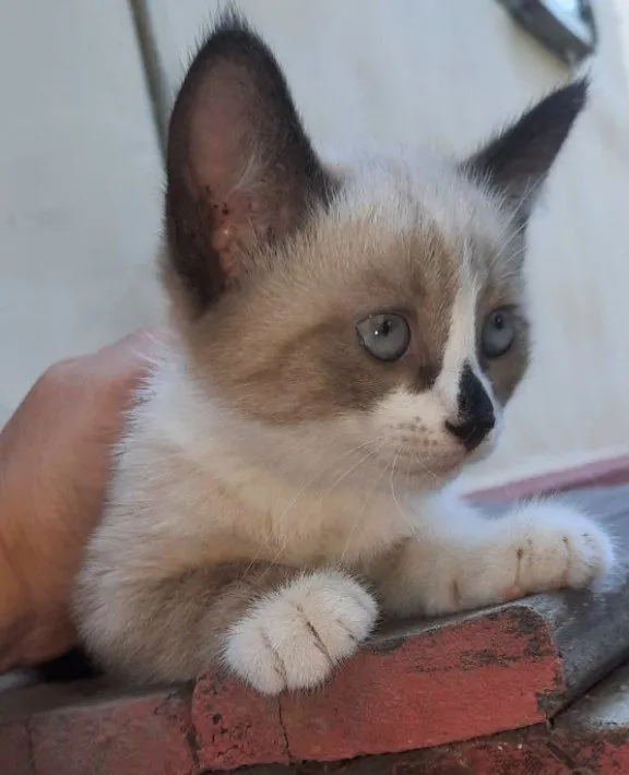 Пристраивается котёнок 2