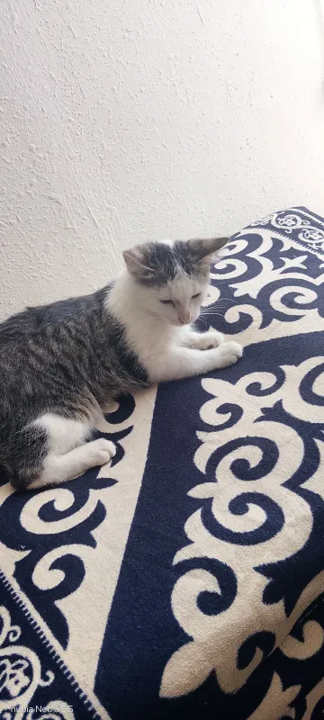 Skotish stray zoti 3