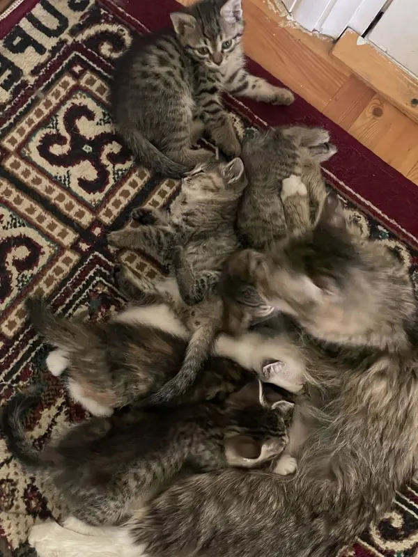 Mushuk bollari 6 ta