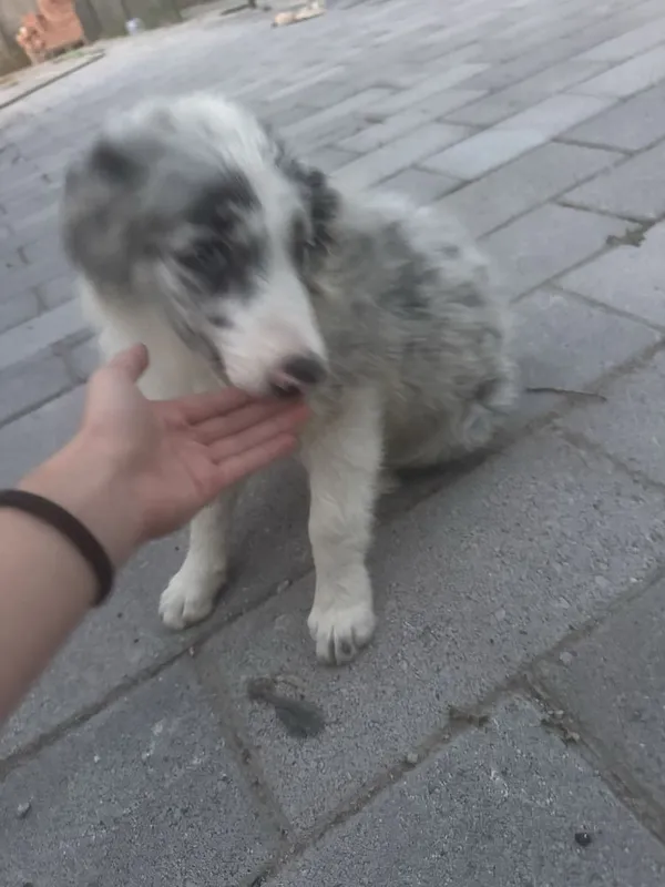 Осталось только один кабель бордер-колли 1 Осталось только один кабель бордер-колли 1