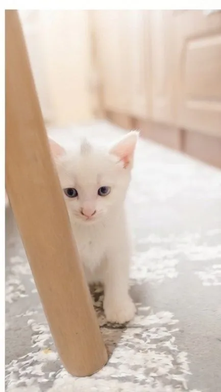 Кошечка ишет хозайина 4