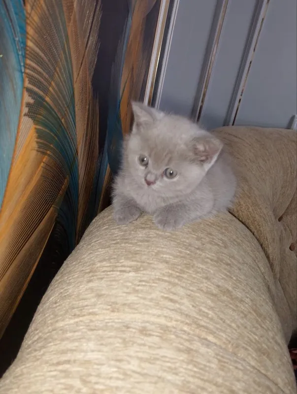 Британские котята мальчик девочка лилового окраса 2 Британские котята мальчик девочка лилового окраса 2