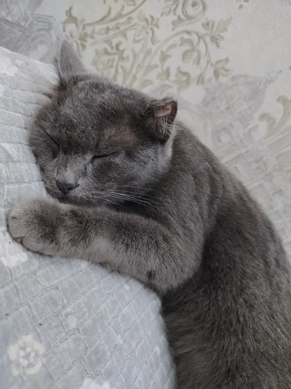Russian Blue mushugi. Русская голубая — фото 3