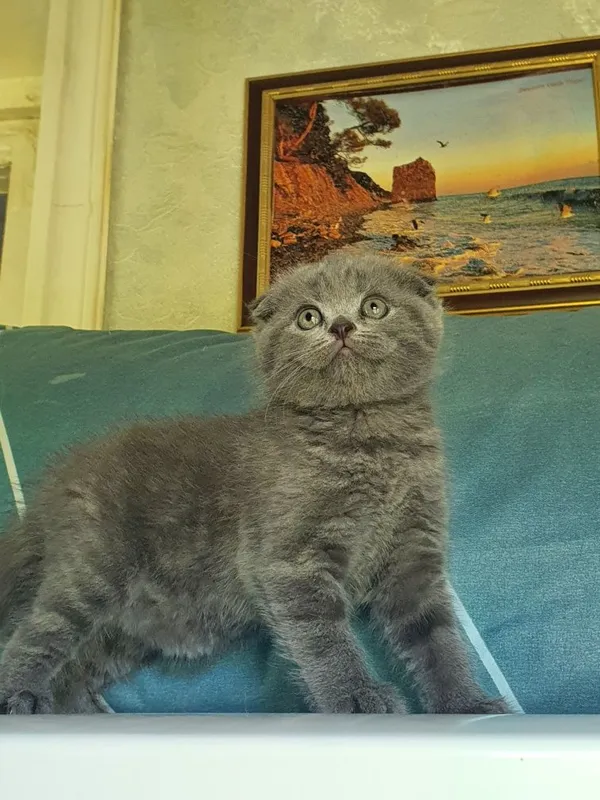 Скотиш фолд; девочка 4