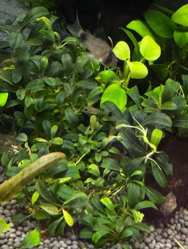 Baliqlar va o‘simliklar bilan akvarium 3