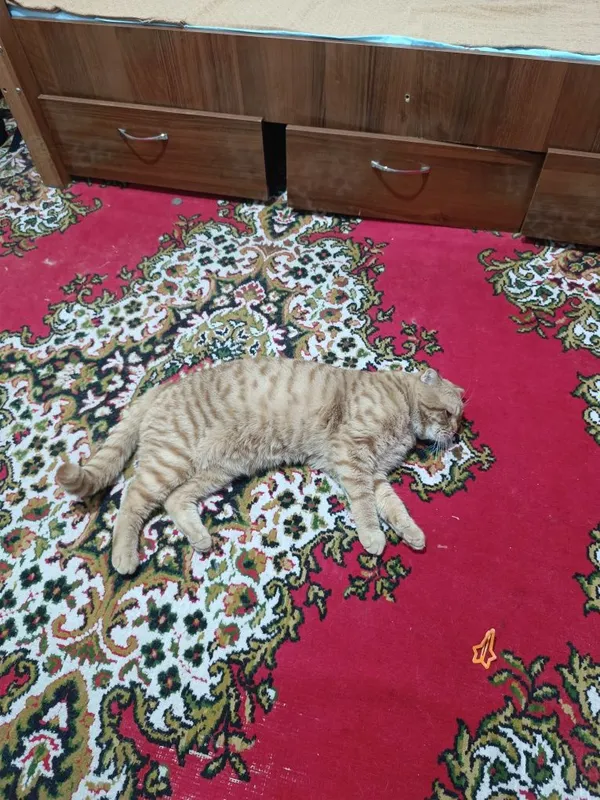 вязка шотландский скотч-фолд 1