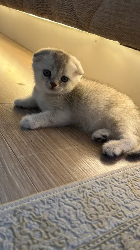 Котята скоттиш фолд и страйт шиншиллы