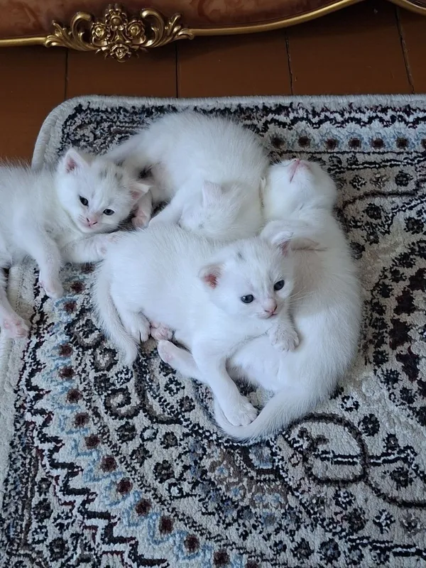 Mushuk bollari hammasi qizbola zotli bilan chatishgan srochna sotiladi 2