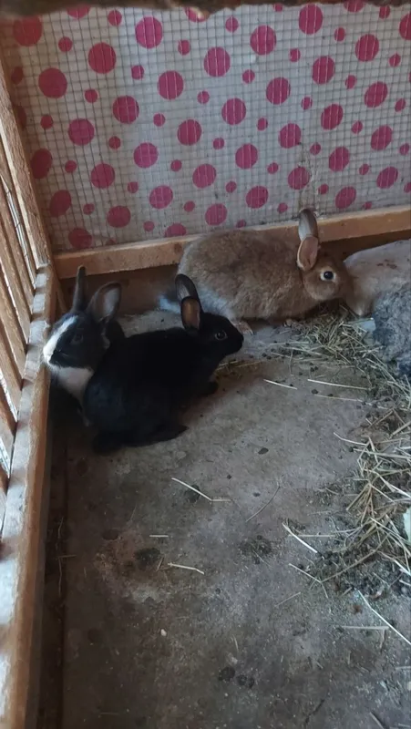 Quyonla sotladi xamasi 3 Katta 3 maydasi 3 Quyonla sotladi xamasi 3 Katta 3 maydasi 3