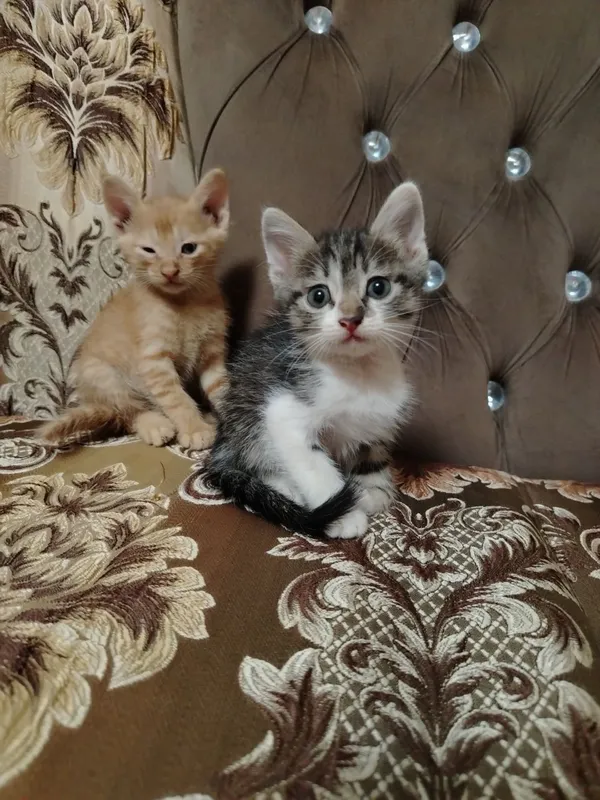 Отдам ДАРОМ замечательных котят 4 Отдам ДАРОМ замечательных котят 4