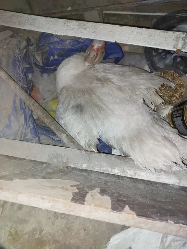 Indoutka bolalari bilan birga 4