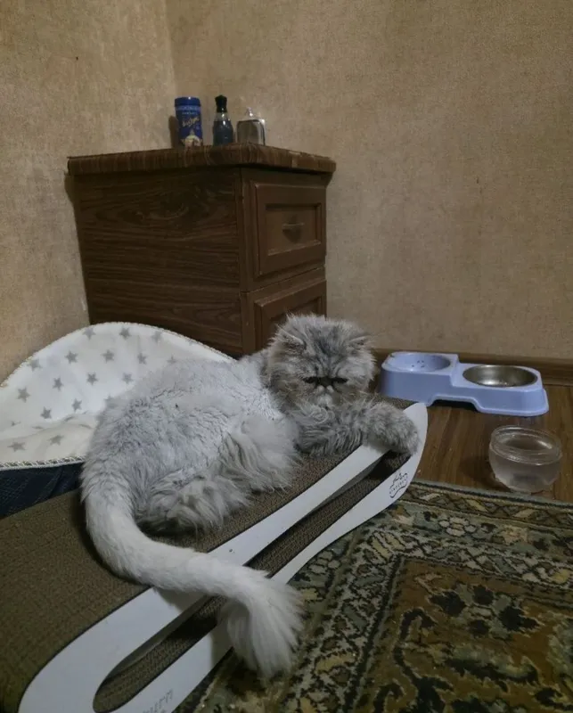 Barsik laqabli mushuk sotiladi