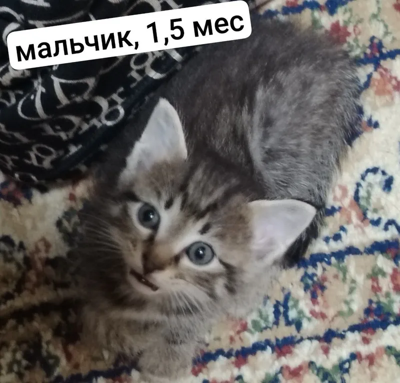СРОЧНО ОТДАЁМ котята в добрые руки, 5 штук!!! 1 СРОЧНО ОТДАЁМ котята в добрые руки, 5 штук!!! 1
