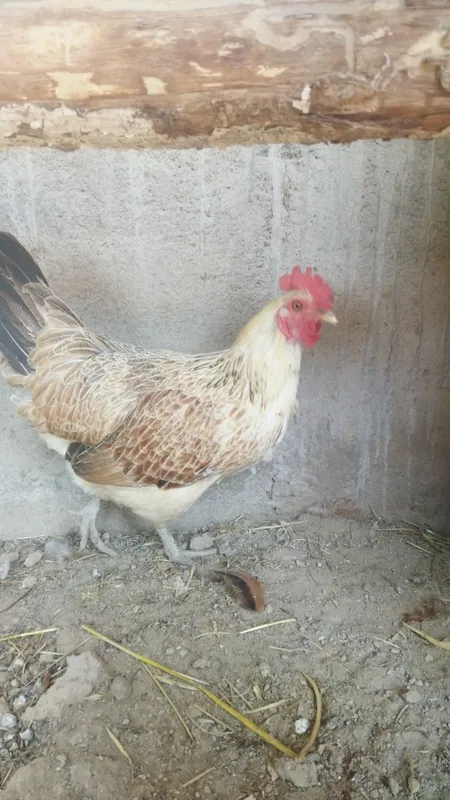 Tovuq xorozlar sotiladi 3 tovuq 1 xoroz 6 Tovuq xorozlar sotiladi 3 tovuq 1 xoroz 6