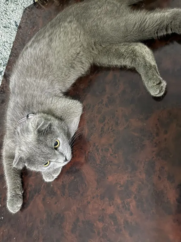 Кошка:Скотиш Фолд 1 Кошка:Скотиш Фолд 1