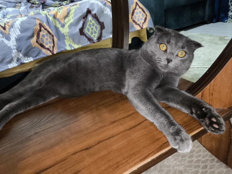Вязка, кот британский 1 Вязка, кот британский 1