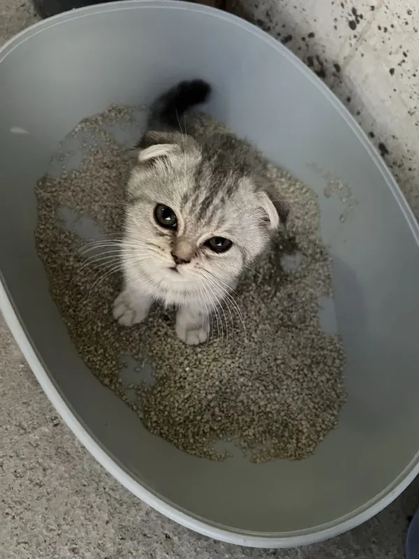 Скоттиш фолд 2та боласи 8 Скоттиш фолд 2та боласи 8