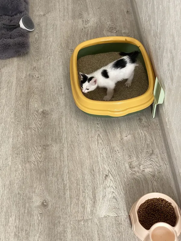 Котик, Mushuk bolasi ( hamma narsasi bilan ) 3 Котик, Mushuk bolasi ( hamma narsasi bilan ) 3
