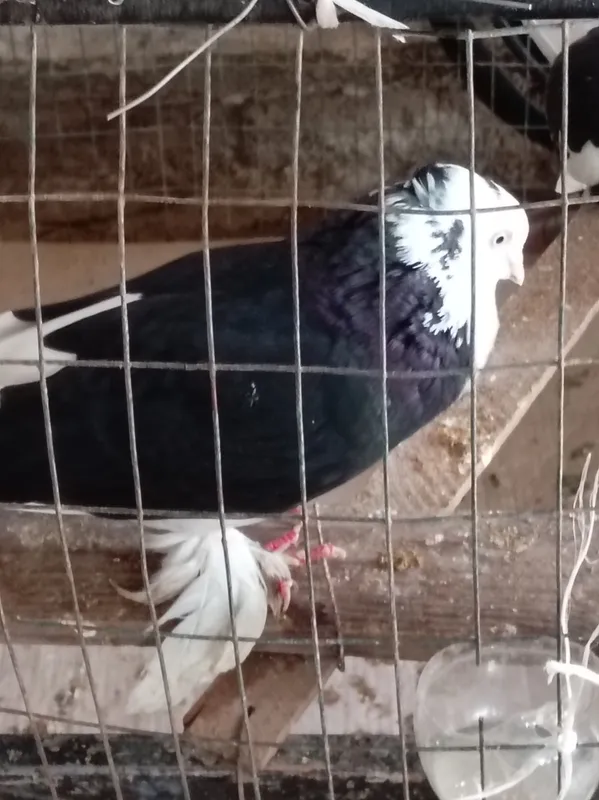 kabutar zottor
