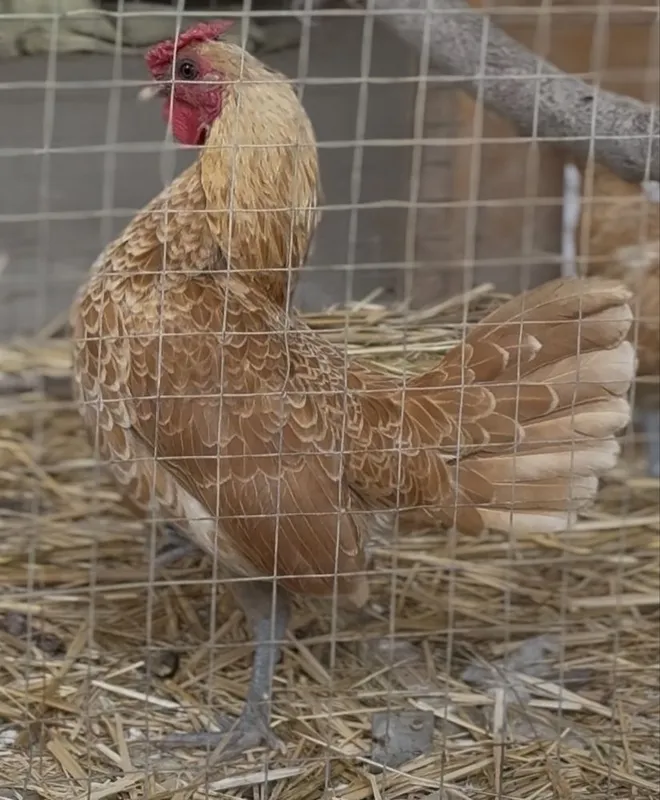 Sibirayt Shouma zotli tovuq tuximlari sotiladi — фото 1