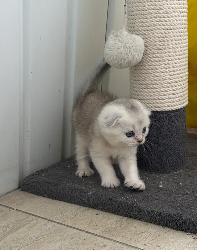Котята шиншиллы — фото 7