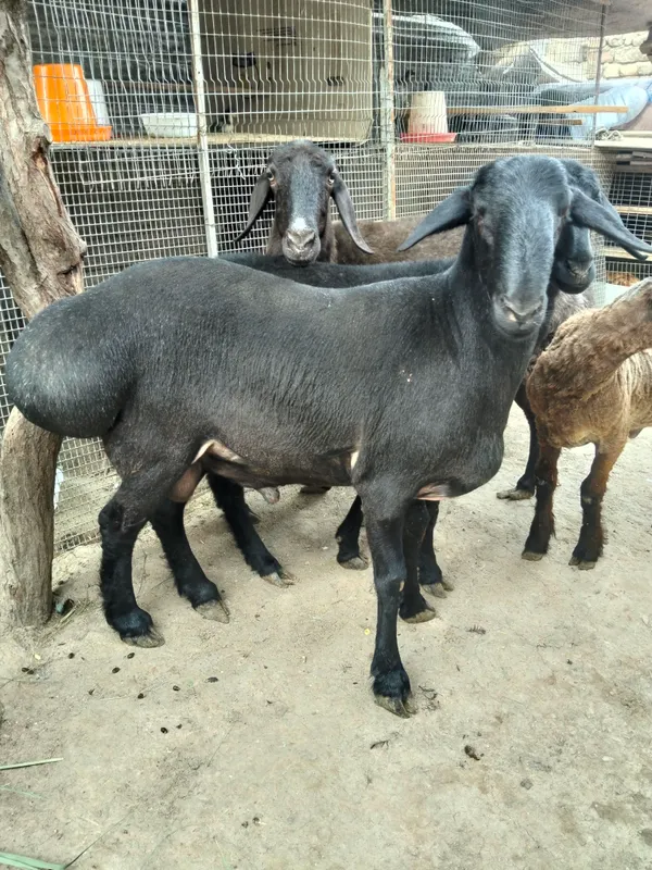 Qochqor 2 ta trik vazni 75/80kg — фото 4