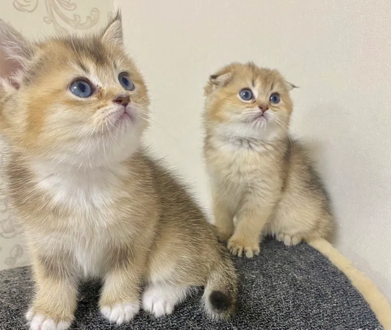 шотландские вислоухие котята — фото 4