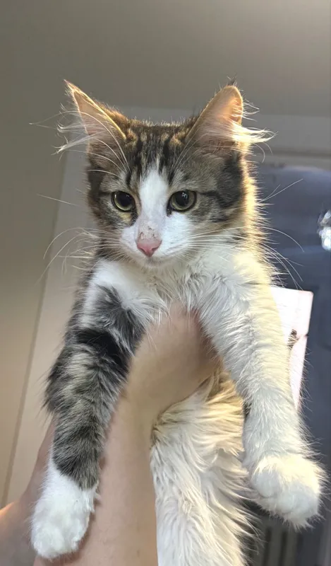 Котенок срочно ищет дом! 2