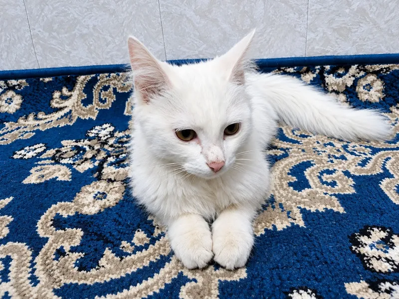 Кошка Кошка