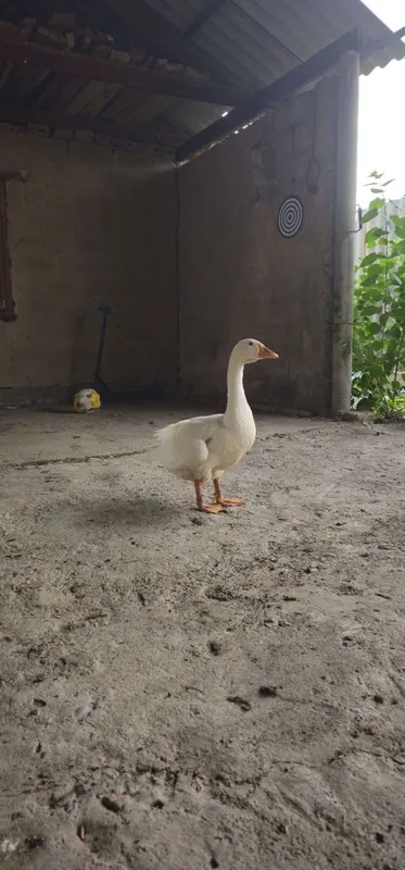 Гуси домашние, евочка и мальчик 1