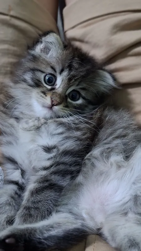 Продается котята мама скотиш фолд сами ходять в латок 3 маль 1 девуш — фото 1