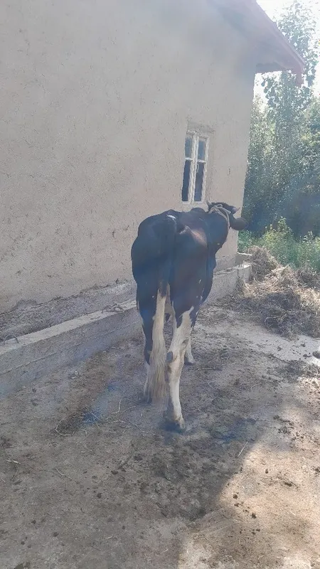 Chornipyostra gunojin sotladi 6 Chornipyostra gunojin sotladi 6