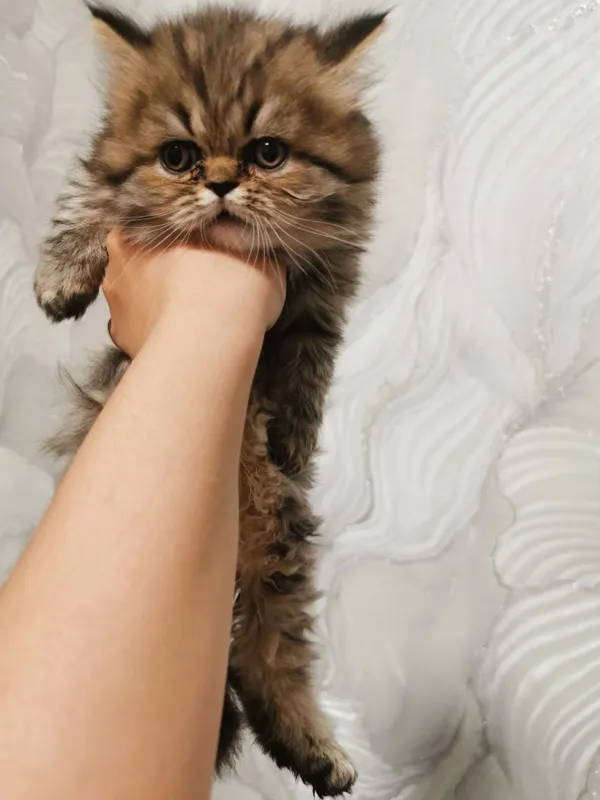 Продаются катята скотиш фолд скотиш страйд — фото 1