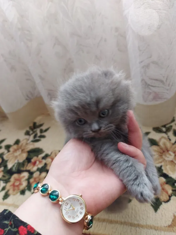 Кошки. Мушукчалар 5 Кошки. Мушукчалар 5
