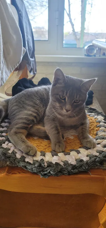 Отдадим кота в хорошие руки, кот находится в Янгиюле — фото 1
