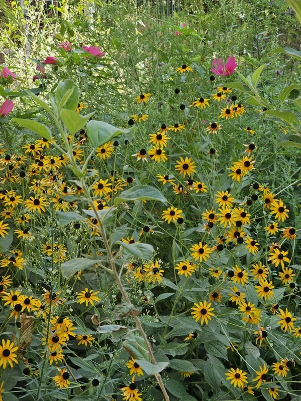 Многлетние цветы Рудбекия (Rudbeckia)Саженцы рудбекии. — фото 1